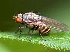 Lauxaniid Fly